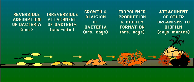 Biofilm Formation Biofilm Formation