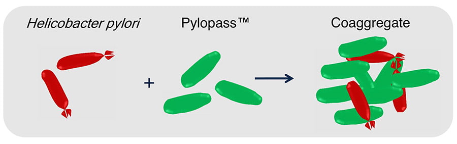 Pylopass opiniones