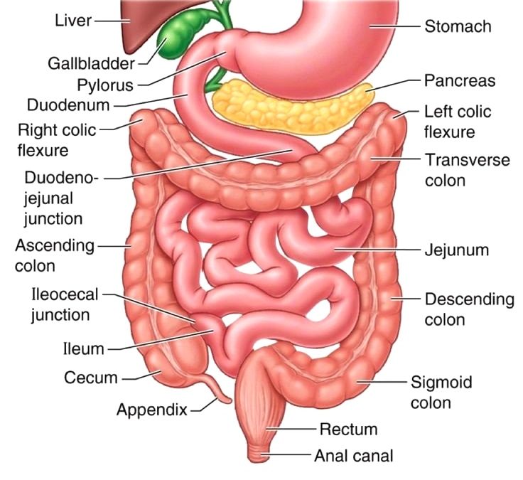 The Small Intestine - Part 4 of the 5 Phases of Digestion