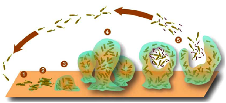 biofilm ibd)