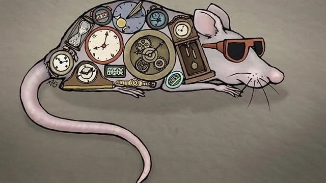 Neuropsin, a photoreceptor protein, can control circadian rhythm independent from the brain